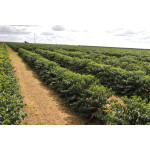 Brazil Cerrado 17/18