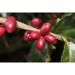 Honduras San Vicente