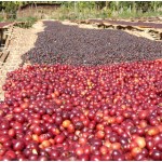 53543 Ethiopia Natural Sidamo Guji