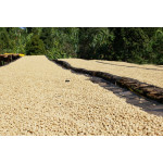 Ethiopia Washed Guji