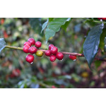 Ethiopia Washed Guji