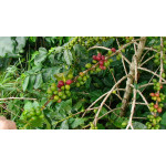 Sumatra Mandheling