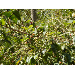 58866 Ethiopia Queen City Harrar