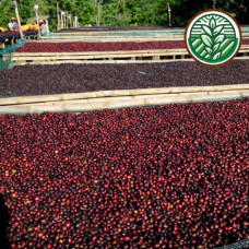 GEN23ETBC Ethiopia Guji