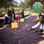 Ethiopia Yirgacheffe Chelbesa