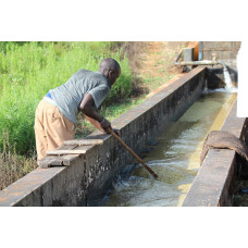 56808 Kenya Peaberry