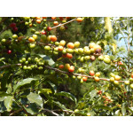 Ethiopia Washed Yirgacheffe